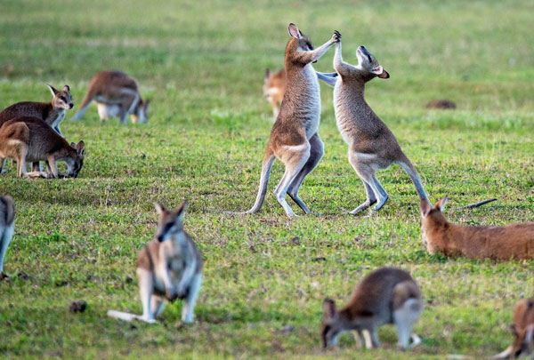 Kangaroos fighting