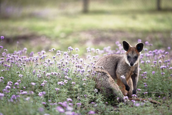 A Kangaroo