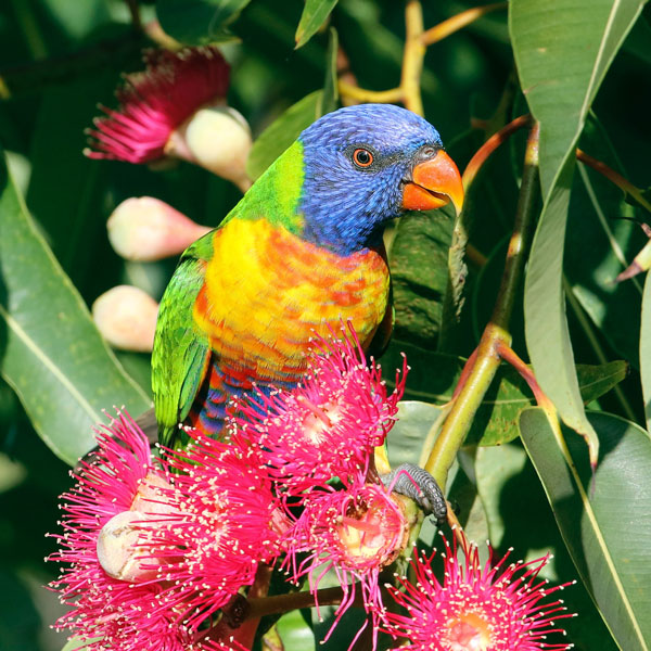 An Australian Parrot