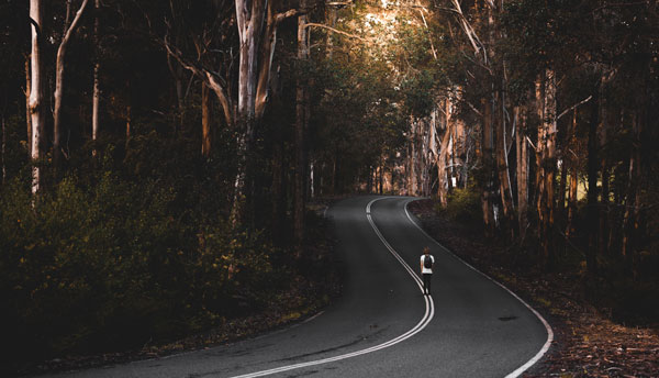 Australian Forest Road