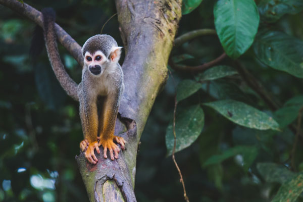 A Monkey