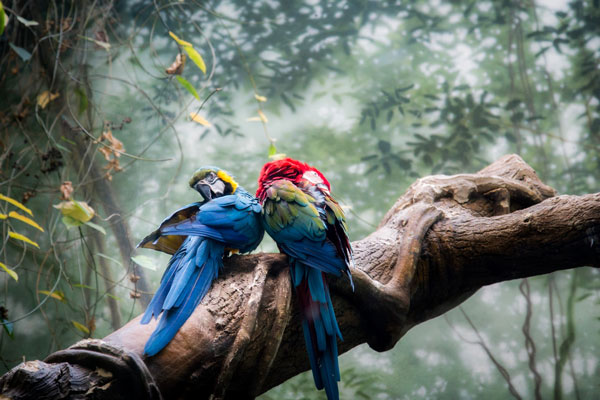 A Pair of Parrots