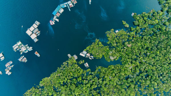 Rainforest from above