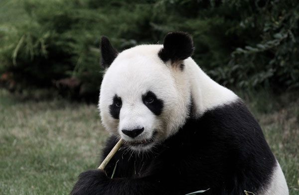 A Panda