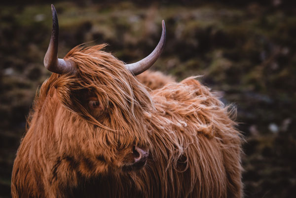 A Highland Cow