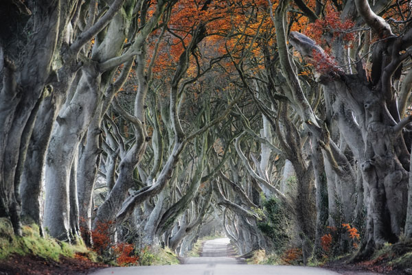 Tree arched road