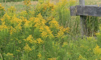 Goldenrod