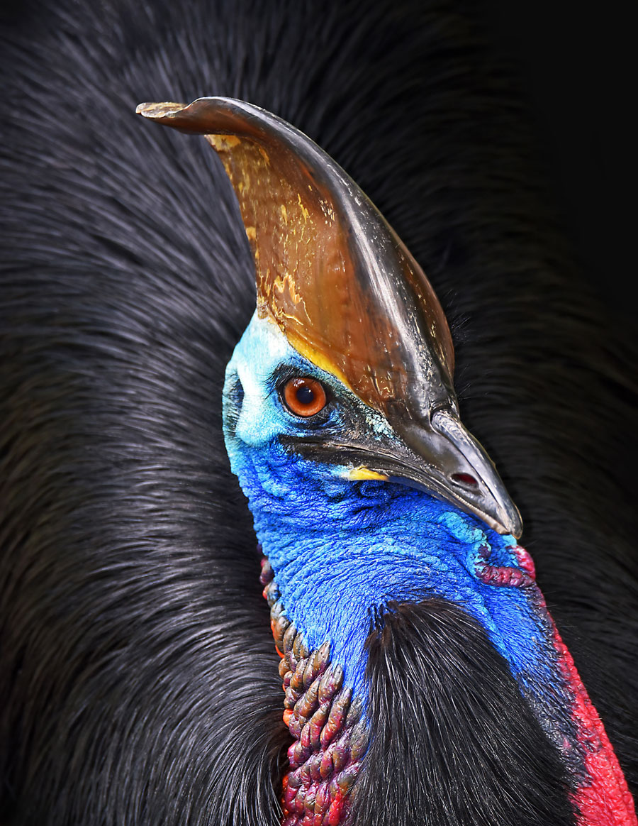 cassowary