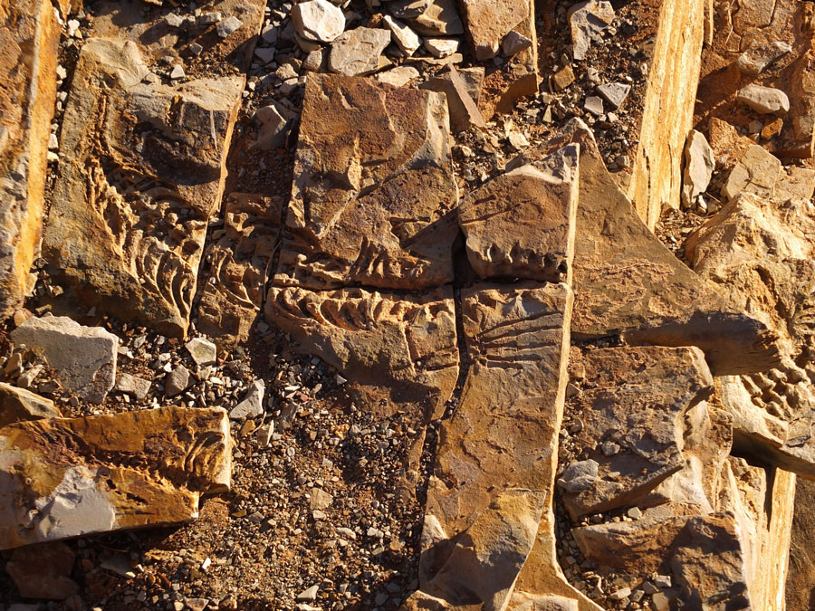 hadrosaurus fossil in a museum