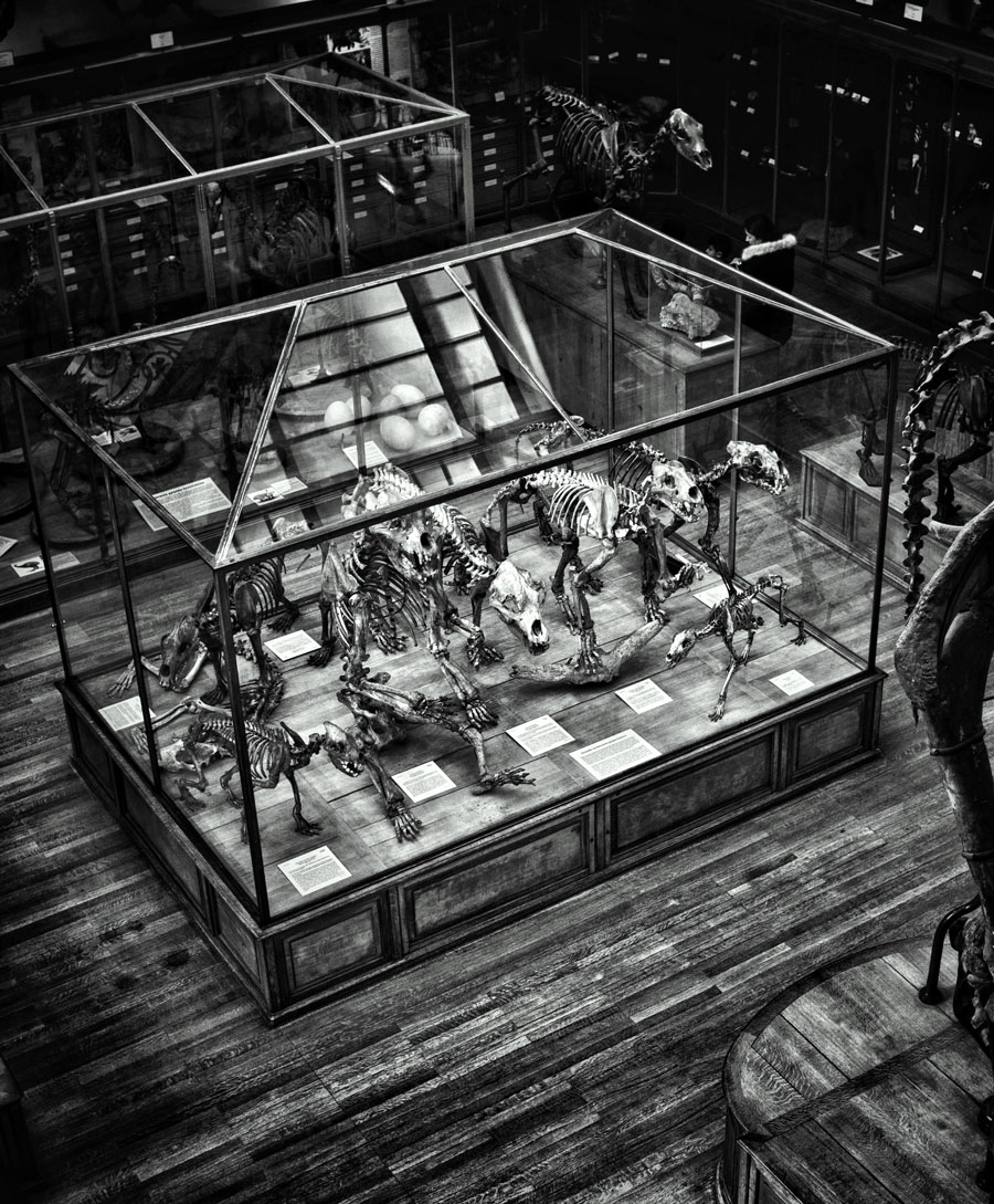 dinosaur skeletons in a museum