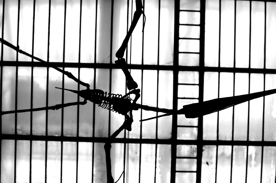 hanging pterodactyl fossil