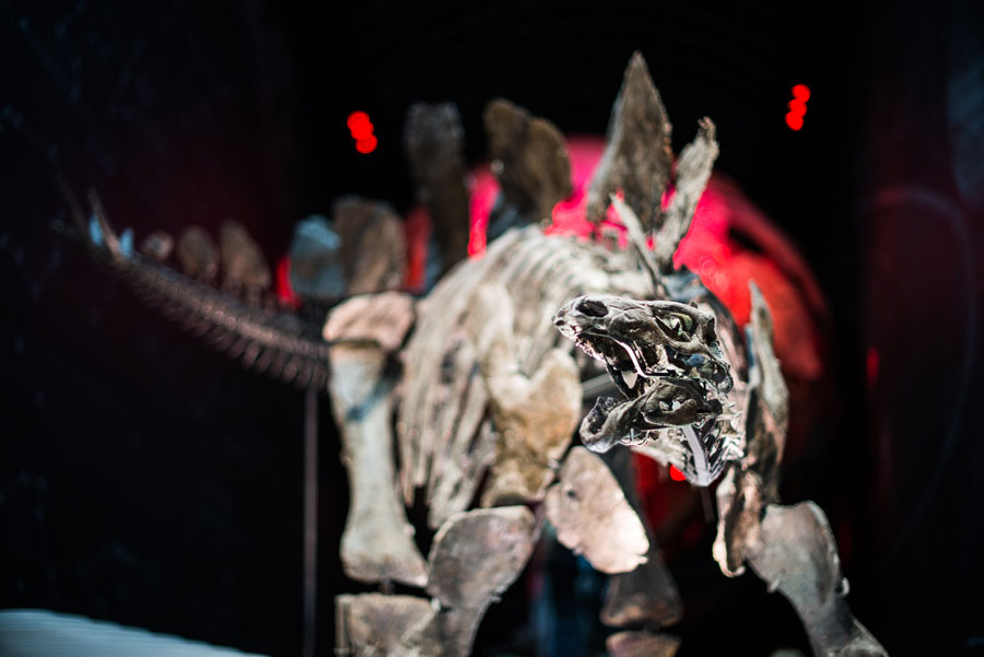 stegosaurus fossil in a museum