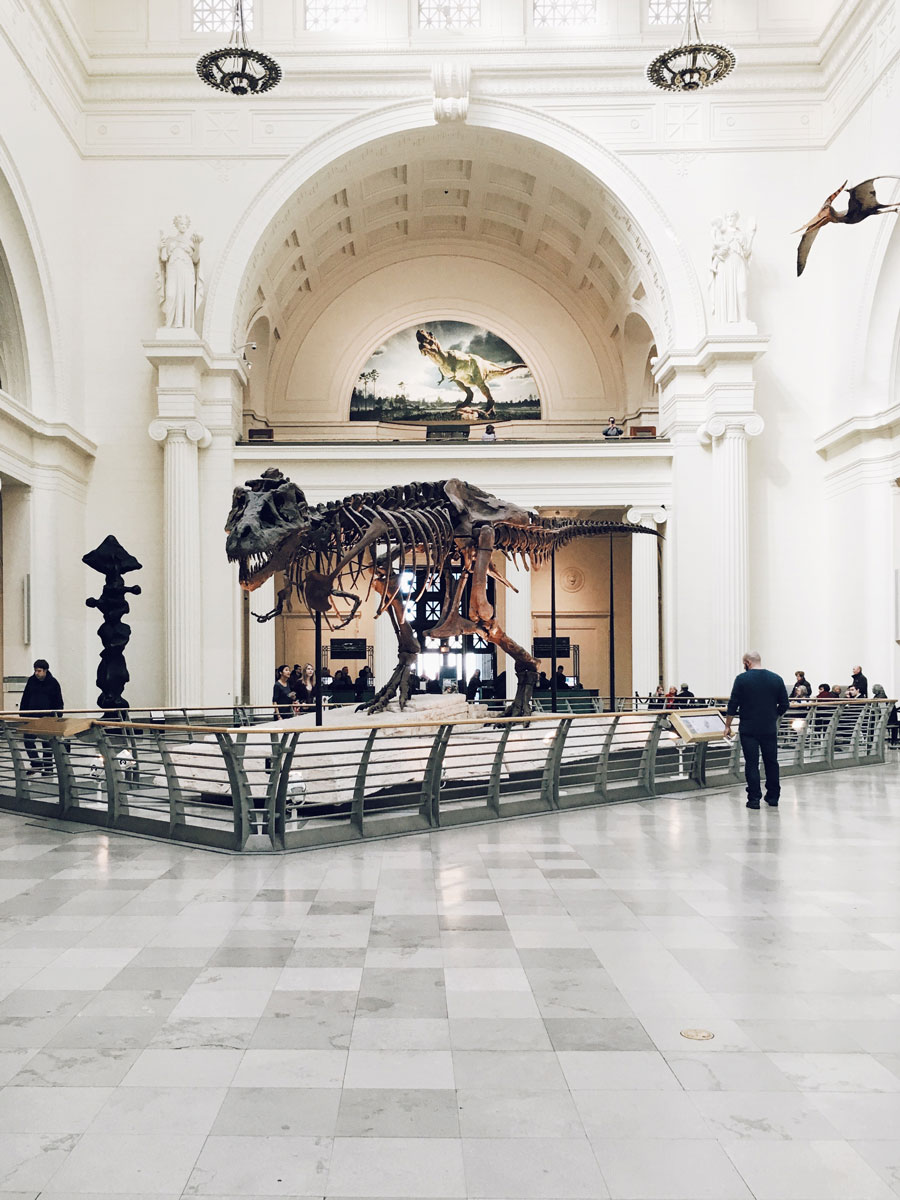 t-rex fossil in a museum