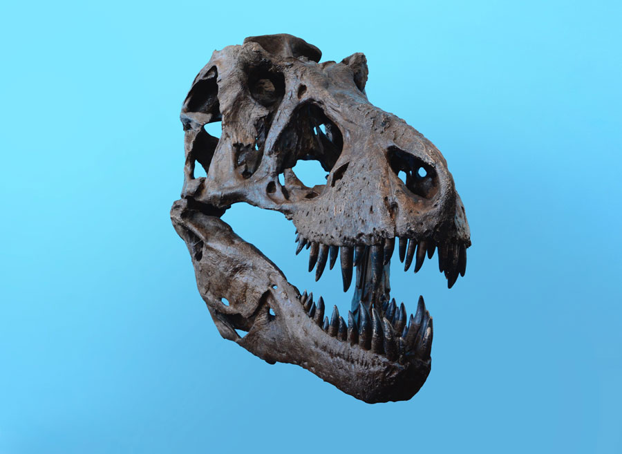 trex skull