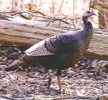 turkey photo