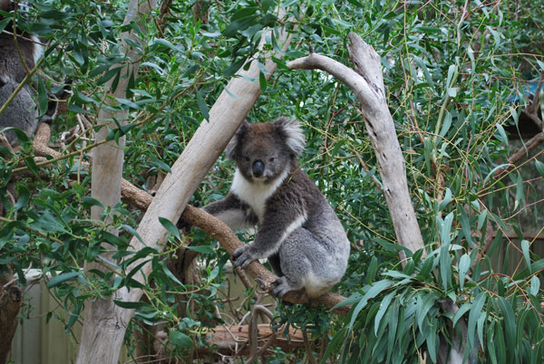 A Koala
