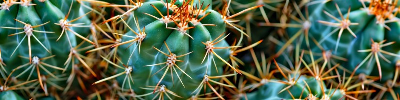 close up of cacti