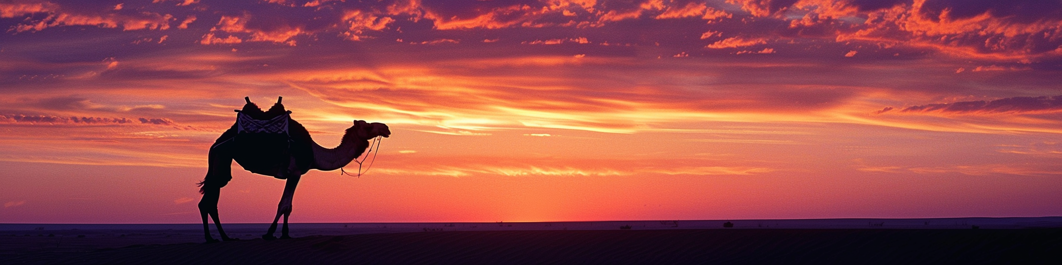 cactus at sunrise