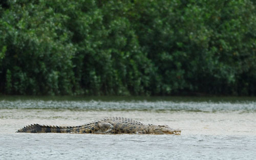 Saltwater Crocodile
