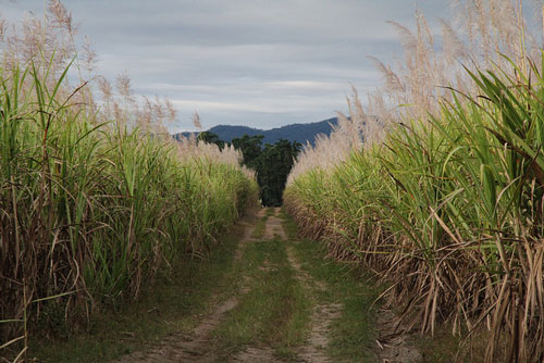 Sugar Cane Farmland