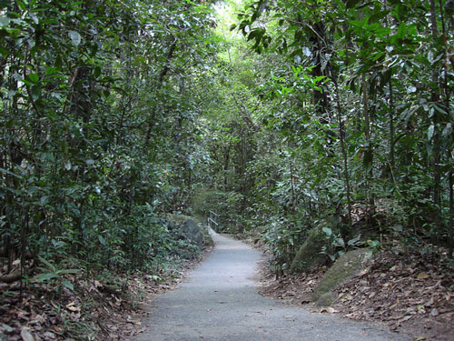 Tourist Trail Daintree Rainforest