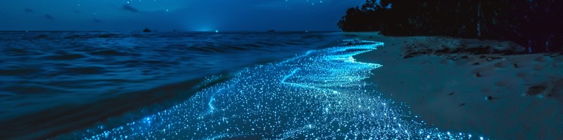 photo of bioluminescent plankton on the beach