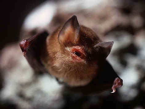 bat photo