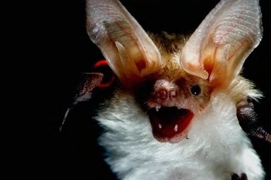 bat photos