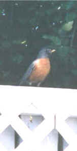 Male Robin
