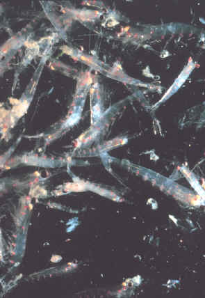 krill