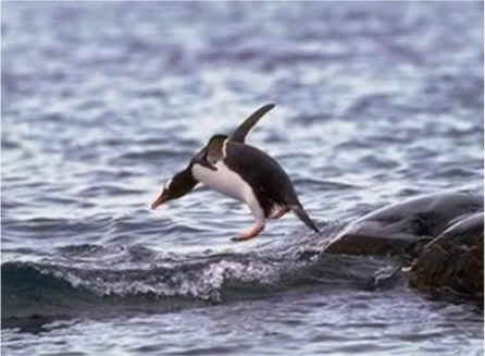 Airborne Penguins