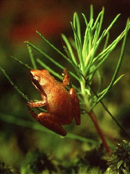cricket frog