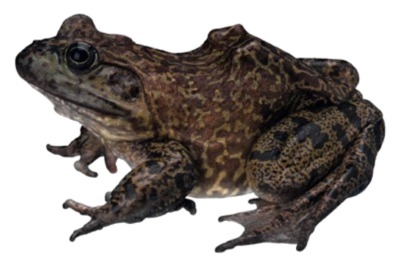 bull frog