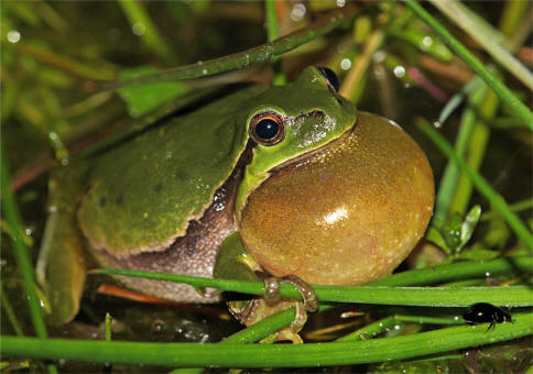 European Tree Frog
