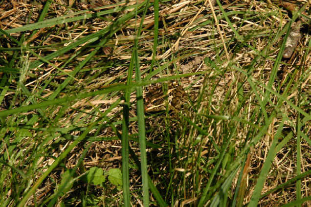 leopard frog
