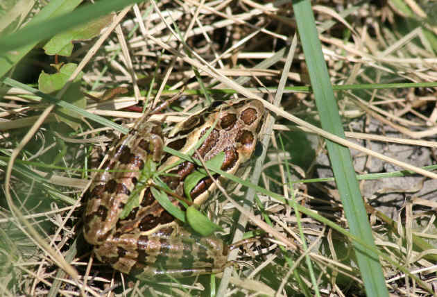 leopard frog