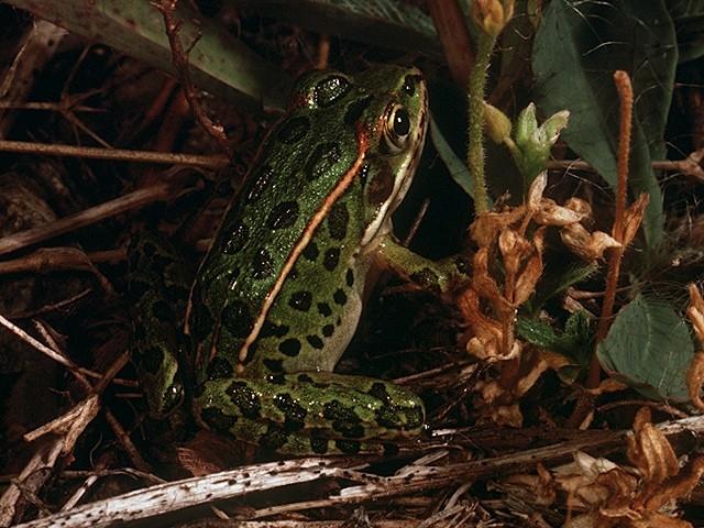 leopard frog