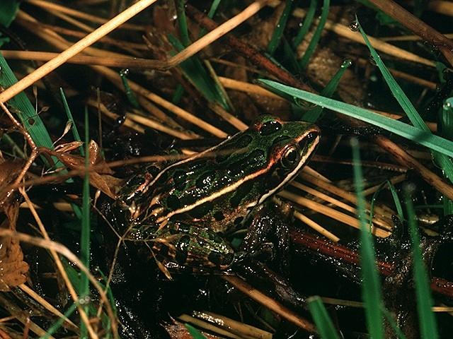 leopard frog
