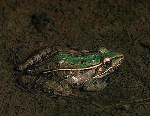 leopard frog