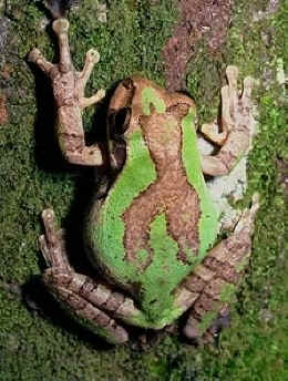 frog camouflage