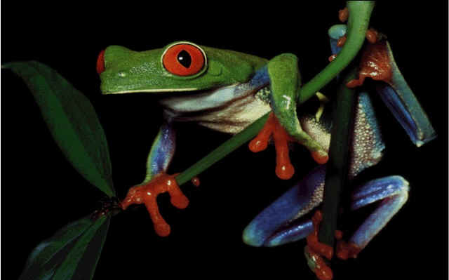 treefrog