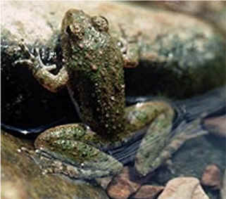 cricket frog