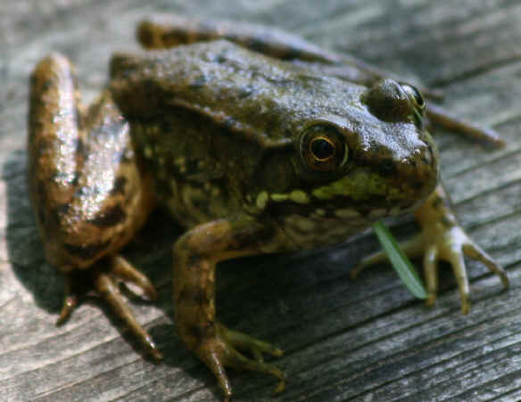 wood frog