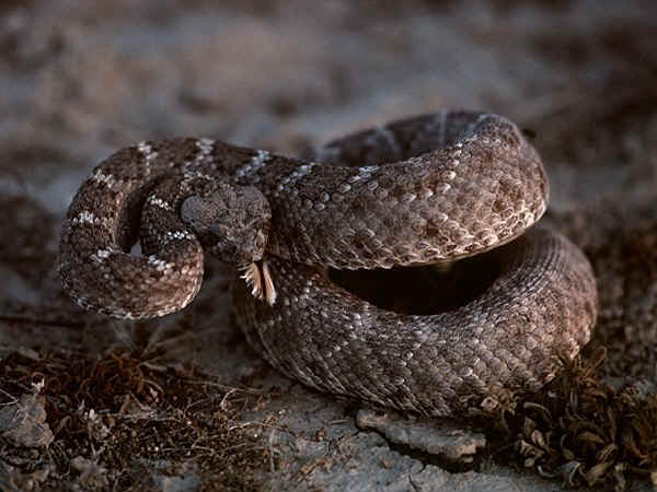 rattlesnake