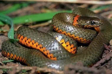 ringneck snake