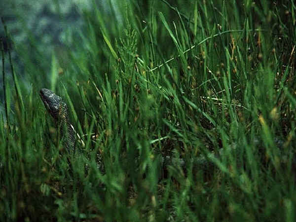 snake