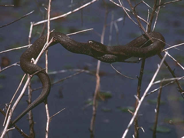 snake