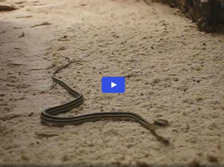 Grass Snake on Coron Beach