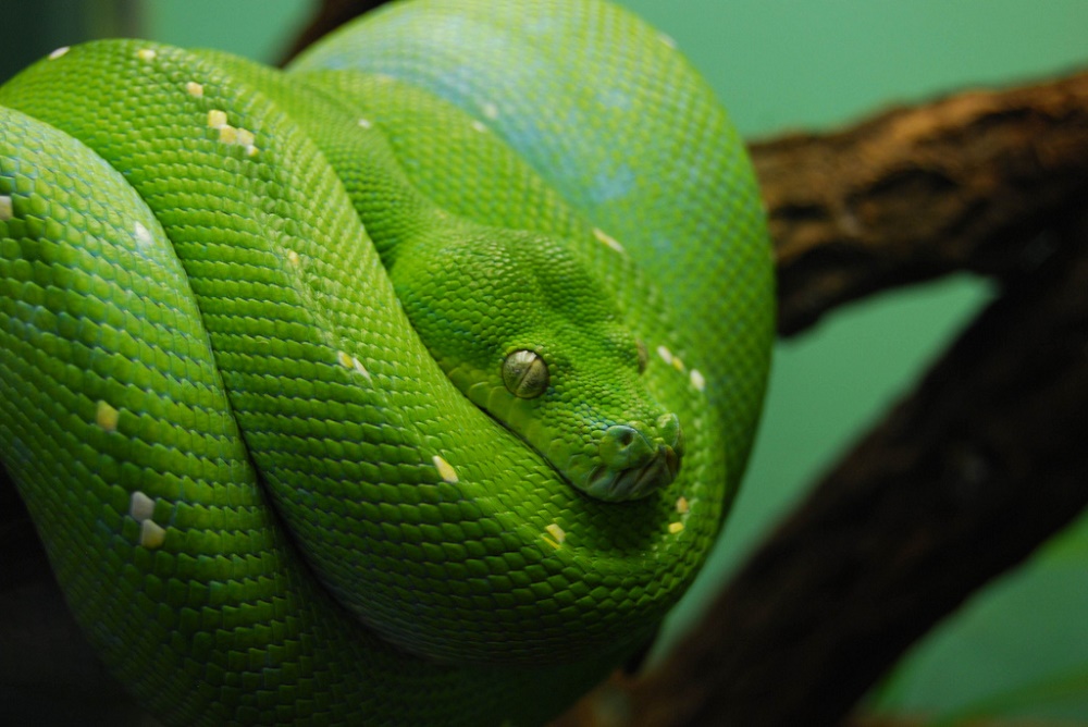 Snake