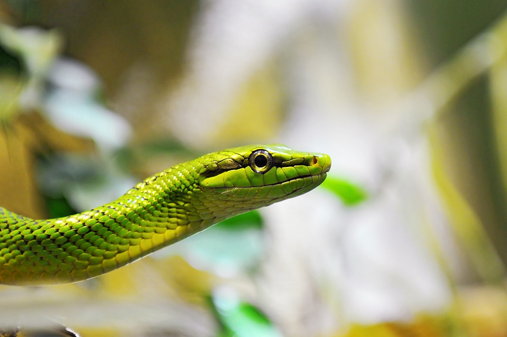 Portrait of a Green Snake